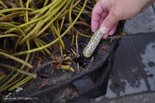 12pk Once A Year Pond Plant Fertilizer Capsules